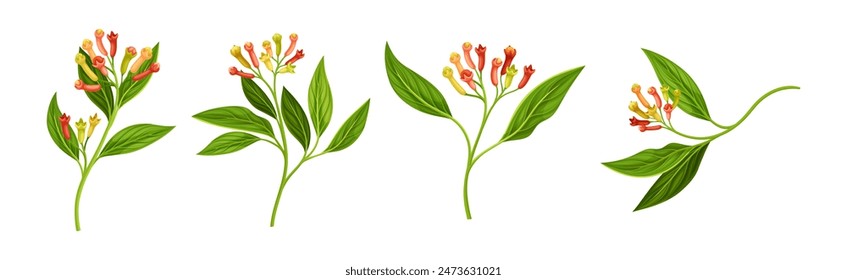 Clove Tree Branch with Ripe Aromatic Flower Bud and Green Leaf on Stem Vector Set