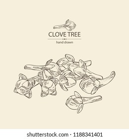 Clove Tree: Buds Of Cloves. Vector Hand Drawn Illustration.