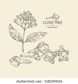 Clove Tree: Buds And Leaves. Vector Hand Drawn Illustration.