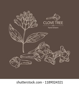 Clove tree: buds and leaves. Vector hand drawn illustration.