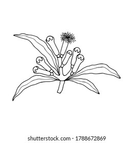 Clove tree, buds. Vector stock illustration eps10