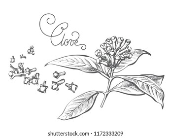 Clove vector drawing