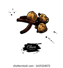 Clove vector drawing. Hand drawn sketch. Seasonal food illustration isolated on white. Spice and flavor object. Cooking and aromaterapy ingredient.