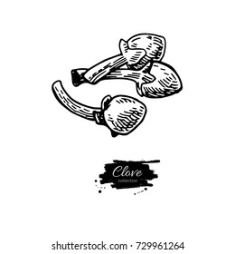 Clove vector drawing. Hand drawn sketch. Seasonal food illustration isolated on white. Engraved style spice and flavor object. Cooking and aromatherapy ingredient.