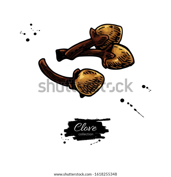 Clove Vector Drawing Hand Drawn Sketch Stock Vector (Royalty Free ...