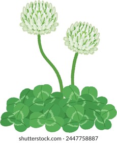 Clover blooms purple, white, and red flowers from March to August.