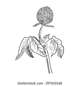 Clover blossom/ Hand drawn sketch of flower on white background/ Vector illustration