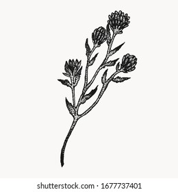 clover botanical hand drawn isolated vector artwork. Trending greenery illustrations for wedding. Drawing for your creative projects, tattoo, posters, floral compositions, graphic design.