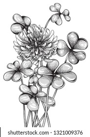 Clover bouquet. Vector illustration of blooming clover in engraving technique, isolated on white.