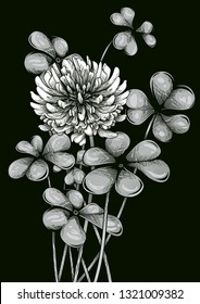 Clover bouquet. Vector illustration of blooming clover in engraving technique, isolated on black.