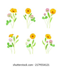 Clover and calendula flowering plants set vector illustration