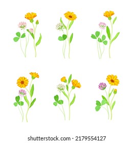 Clover and calendula flowers set. Blooming meadow plants. Medical, homeopathic herbs vector illustration