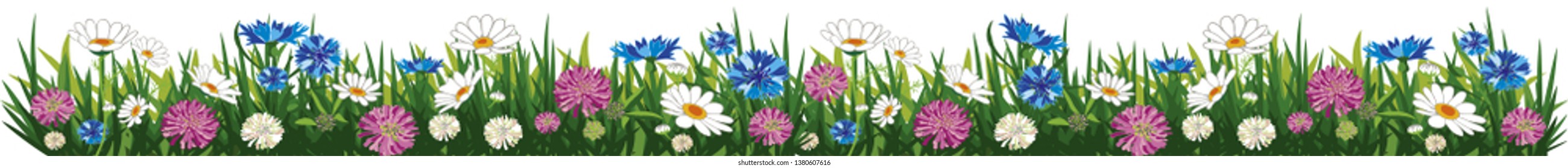 Clover, chamomile and cornflower on grass. Green fresh herbs and flowers, isolated on white background. Border. Vector illustration.