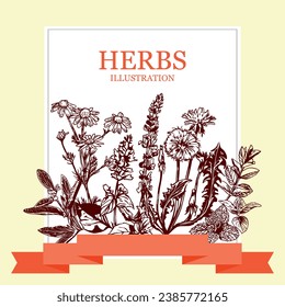 Clover, chamomile, sage, hand drawn. Herbs vector illustration. Design element for wrapping paper, pharmacy product labels, tea labels, covers.