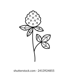 Clover flower. Blooming herbaceous plant. Hand drawn sketch icon of field herb. Isolated vector illustration in doodle line style.
