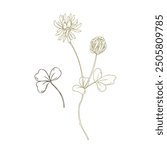 Clover flower, bud and leaves wild, meadow herbs, dried flowers. Line art is a simple hand-drawn illustration in beige, ochre, brown ink. Isolated vector EPS set of elements.
