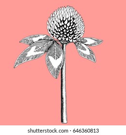 Clover flower colored in black and white on color background. Stylized blossom sketched with ink vector illustration.