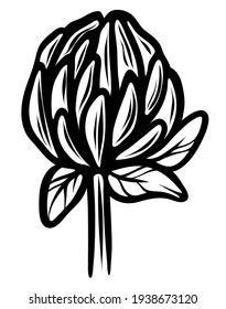 Kleeblume, handgezeichnet, Vektorgrafik, Gravur