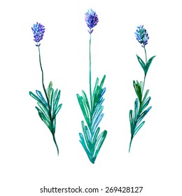Clover flower. Hand Drawn Vector Watercolor Illustration. Isolated on white background.