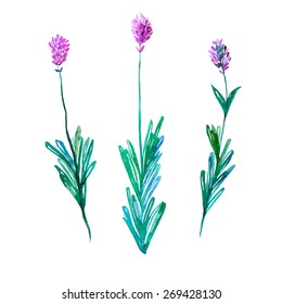 Clover flower. Hand Drawn Vector Watercolor Illustration. Isolated on white background.