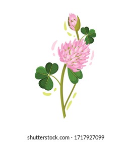 Clover Flower Head on Green Stem with Trifoliate Leaf Vector Illustration