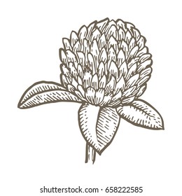 clover flower isolated on white background. Simple botanical illustrations set. Hand drawn sketch of a Trifolium