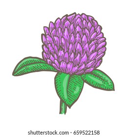 clover flower isolated on white background. Simple botanical illustrations set. Hand drawn sketch of a Trifolium