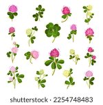Clover Flower on Green Stem with Trefoil Leaf Big Vector Set