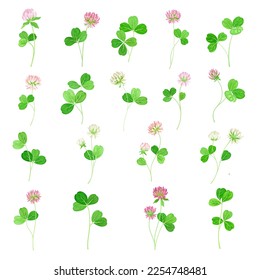 Clover Flower on Green Stem with Trefoil Leaf Big Vector Set