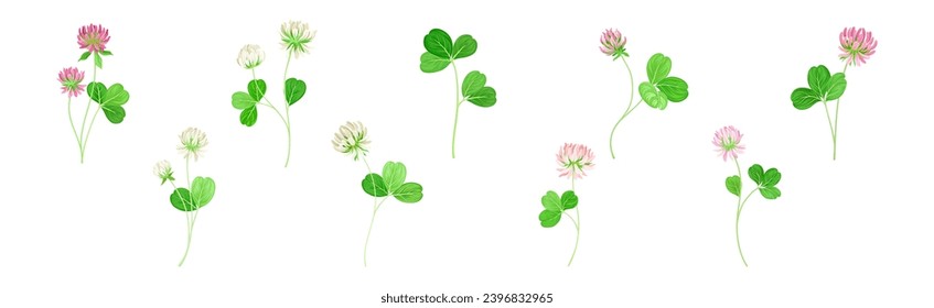 Clover Flower on Stem with Green Leaf Vector Set