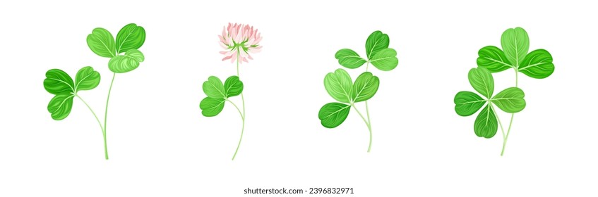 Clover Flower on Stem with Green Leaf Vector Set