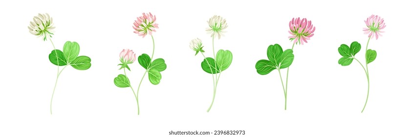 Clover Flower on Stem with Green Leaf Vector Set