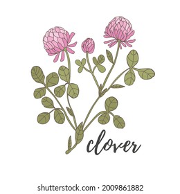 Clover flower on a white background. Pink with green leaves.