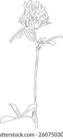 Clover flower outline vector illustration. Hand drawn sketch of blooming floral plant. Botanical line art. Great for wedding decor, cards and invitations