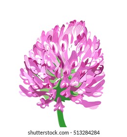 Clover Flower. Vector isolated image on white background