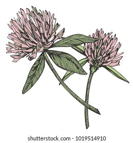 Clover flower vector set. Isolated wild plant and leaves on white background. Herbal engraved style illustration. Detailed botanical sketch.