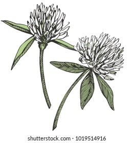 Clover flower vector set. Isolated wild plant and leaves on white background. Herbal engraved style illustration. Detailed botanical sketch.