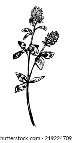 Clover flower wild plant retro ink sketch. Hand drawn vector illustration of field herb. Botanical clipart isolated on white background.