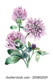 Clover Flowers