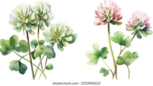 Clover flowers clipart, isolated vector illustration.