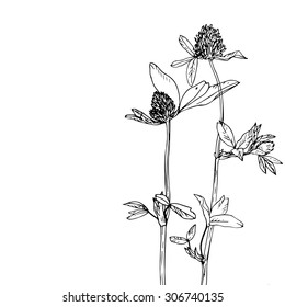 clover flowers, composition with ink drawing wild plants, monochrome black  floral card, hand drawn vector illustration