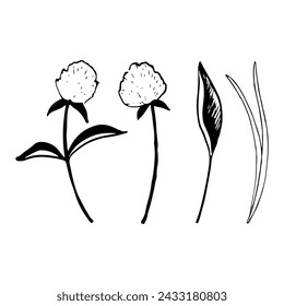 Clover flowers and field grass vector illustration set. Botanical wildflowers for spring and summer rustic designs
