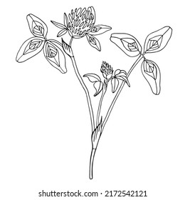 Clover flowers with leaves, healing herbs, drawing. Wild healing plants. Botanical hand drawing illustration. Pharmacy herbs. Vector outlines isolated on a white background. Design element, tattoo art