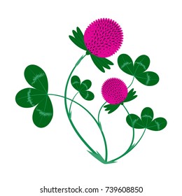 Clover flowers. Medicinal herb isolated on white