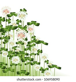 clover flowers over white background, copyspace for your text