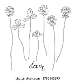 Clover flowers. Sketch. Hand drawn outline vector illustration, isolated floral elements for design on white background. Line art.