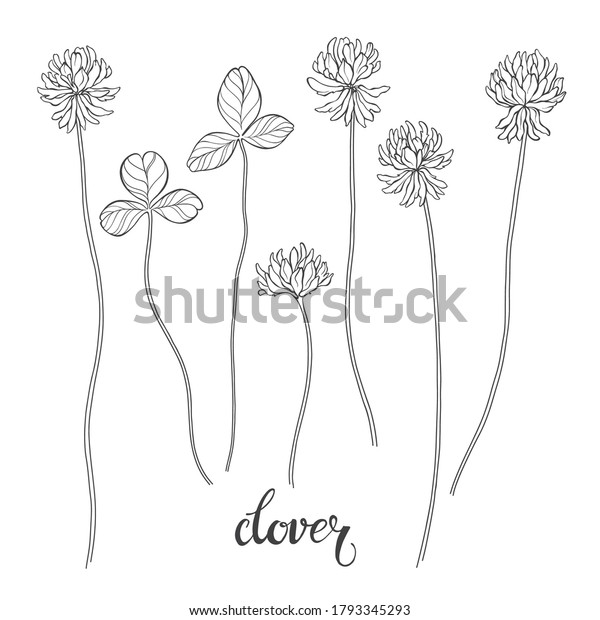 Clover flowers. Sketch. Hand drawn outline vector\
illustration, isolated floral elements for design on white\
background. Line art.