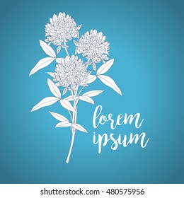 Clover flowers. Vector illustration