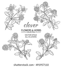 clover flowers vector set om white background
