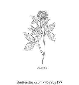 Clover Hand Drawn Realistic Sketch